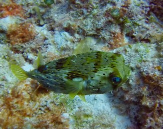 DCIM100GOPROGOPR0866.